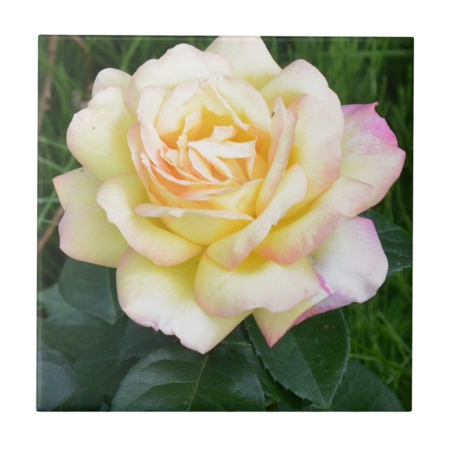 FriedensRose Fliese (Vorderseite)