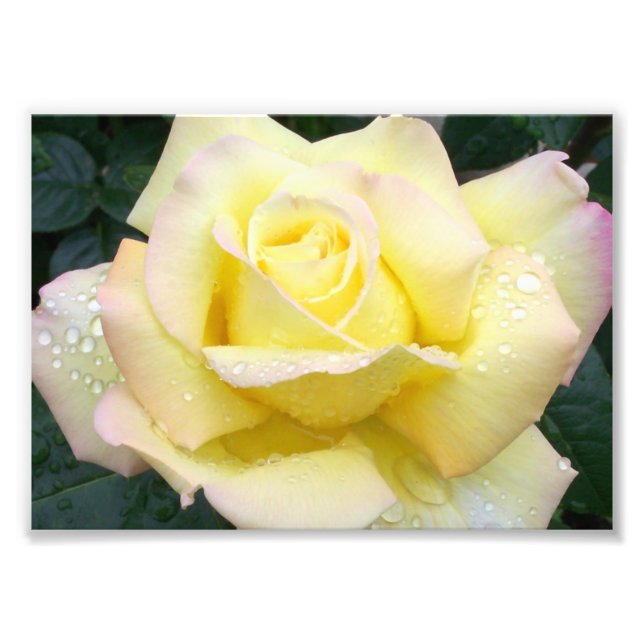 Friedensrose Fotografie (Vorne)