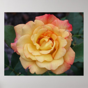 Friedensrose Schöne rosa und gelbe Blüten Poster
