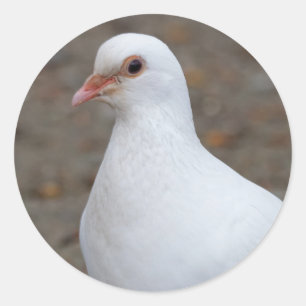 Friedenstaube auf den Kieseln Runder Aufkleber