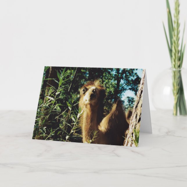 Friedlich Baba Karte (Vorderseite)