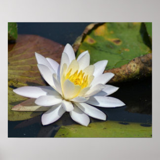 Friedlich Lotus für einen Raum, der Zen benötigt Poster