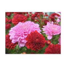 Friedlich Morning Glory