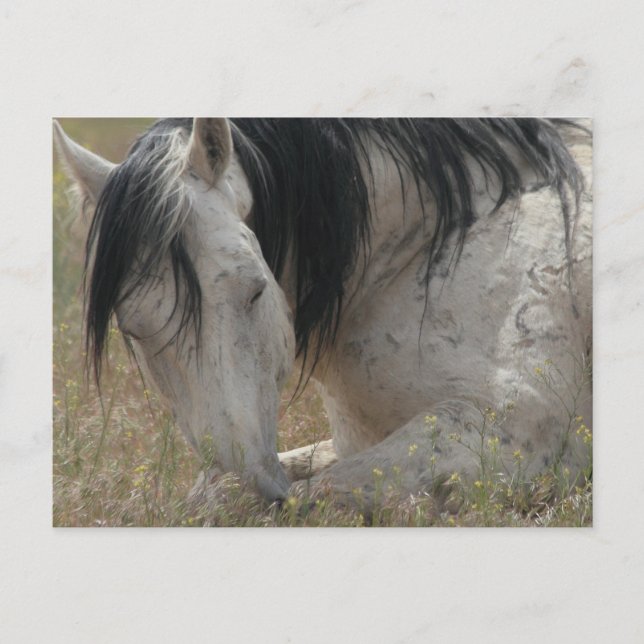 Friedlich Postkarte (Vorderseite)