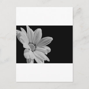 Friedlich Postkarte