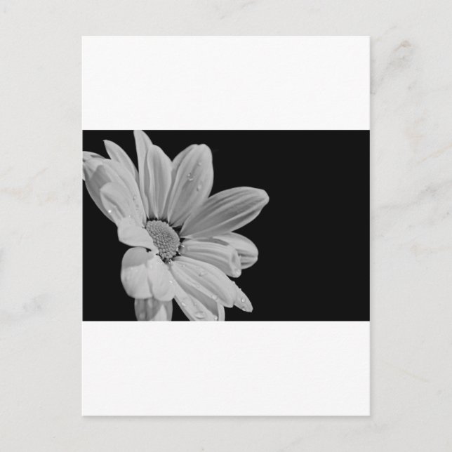 Friedlich Postkarte (Vorderseite)
