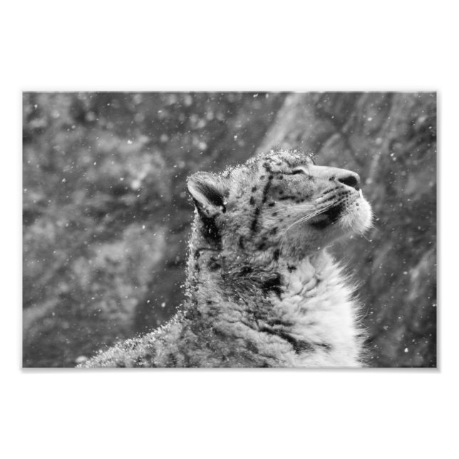 Friedlich Snow Leopard Fotodruck (Vorne)