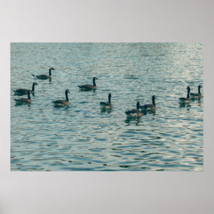Friedliche Enten auf dem Wasser Fotografie Poster