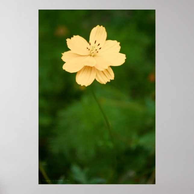 Friedliche Harmonie Poster (Vorne)