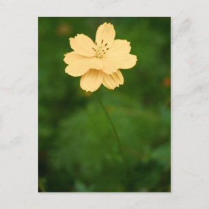 Friedliche Harmonie Postkarte