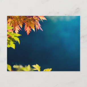 Friedliche Herbst-Ahornblätter-Postkarte Postkarte