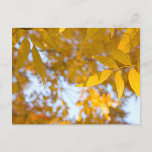 Friedliche Herbst-Ahornblätter-Postkarte Postkarte