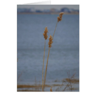 Friedliche Karte