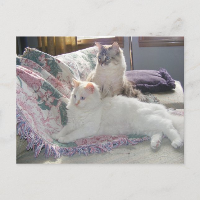 Friedliche Kätzchen Postkarte (Vorderseite)