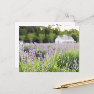 Friedliche Lavendelfelder Postkarte