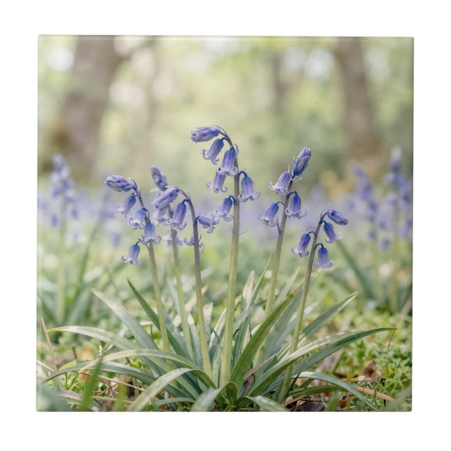 Friedliche lila Blauglöckchen-Waldblüte Fliese (Vorderseite)