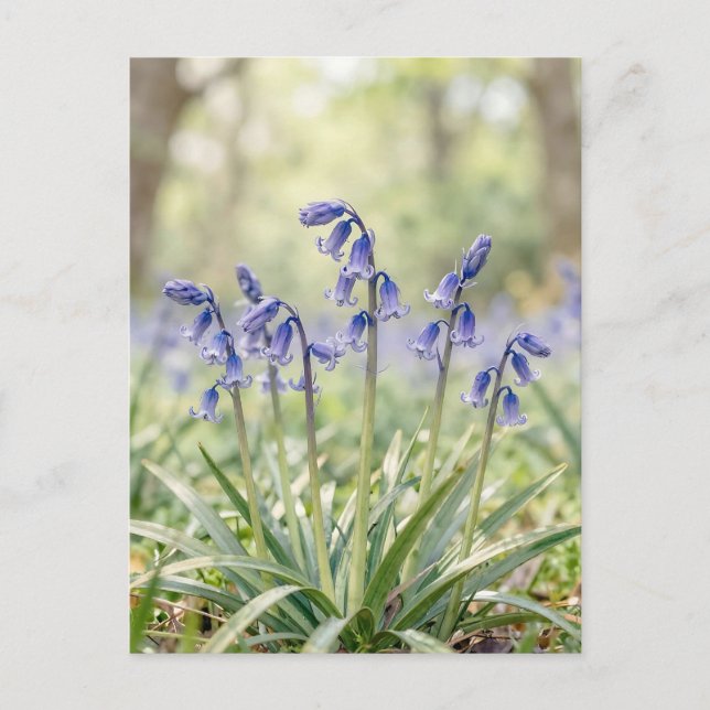 Friedliche lila Blauglockenwaldblüte Postkarte (Vorderseite)