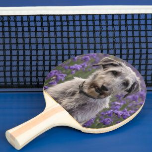 Friedliche Majestät: Wolfshund auf einem Feld mit  Tischtennis Schläger