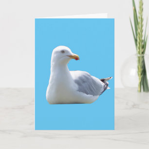 Friedliche Möwe Ruhend Ozean Vogel Himmel Blau Karte