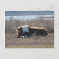 Friedliche Pony Postcard.