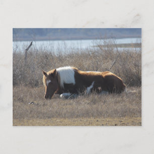 Friedliche Pony Postcard. Postkarte