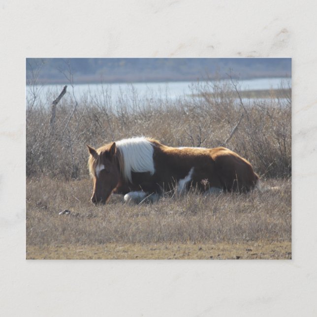 Friedliche Pony Postcard. Postkarte (Vorderseite)