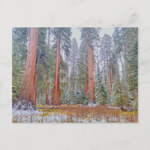 Friedliche Riesen-Sequoia-Nationalpark-Landschaft Postkarte