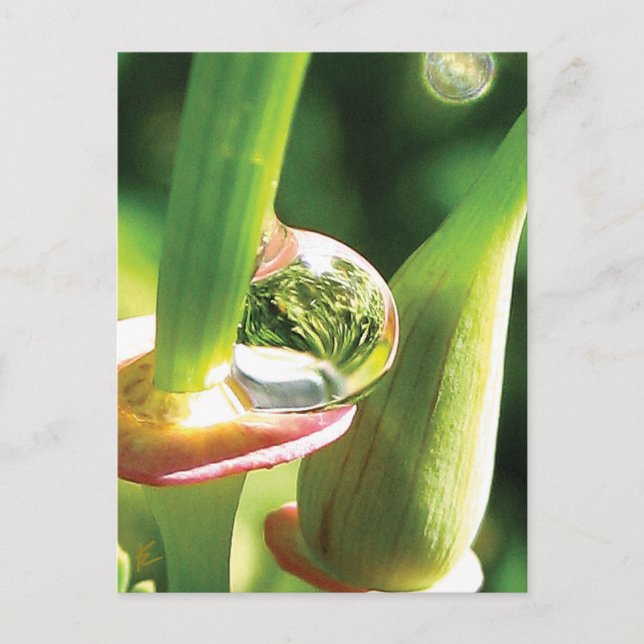 Friedliche Rot- und Grüne Blume mit Dew Postkarte (Vorderseite)