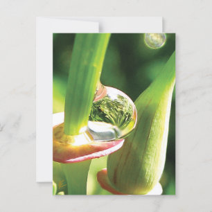 Friedliche Rot- und Grüne Blume mit Dew Postkarte