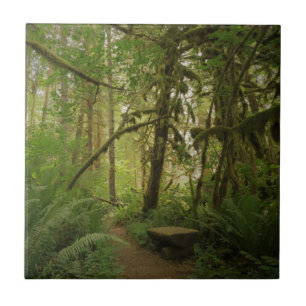 Friedlicher grüner Waldweg in Washington Fliese