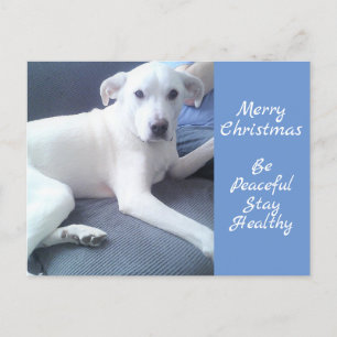 Friedlicher Niedlicher weißer Hund mit Vater blau Postkarte