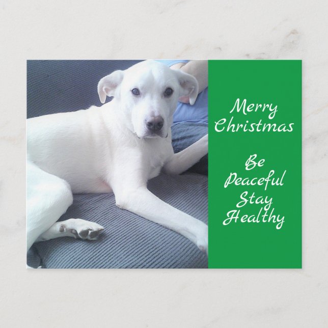 Friedlicher Niedlicher weißer Hund mit Vater grün Postkarte (Vorderseite)