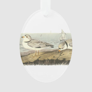 Friedlicher Regenpfeifer durch Audubon Ornament