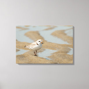 Friedlicher Regenpfeifer Leinwanddruck