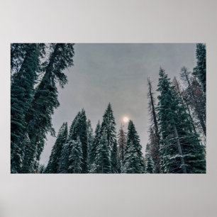 Friedlicher schneebedeckter Wald und Sonne Poster