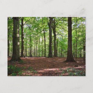 Friedlicher, sonnendurchfluteter Waldweg Postkarte