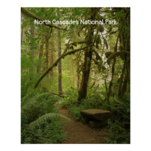 Friedlicher Waldweg in Washington Poster