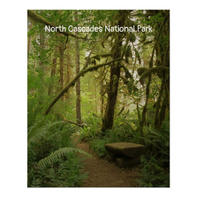 Friedlicher Waldweg in Washington Poster (Vorderseite)
