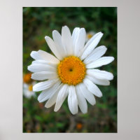 Friendly Daisy