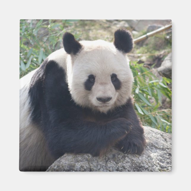 Friendly Giant Panda Magnet (Vorne)