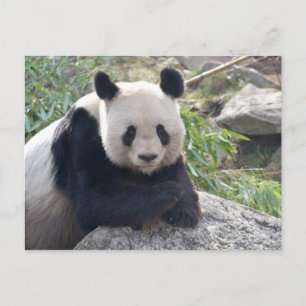 Friendly Giant Panda Postkarte
