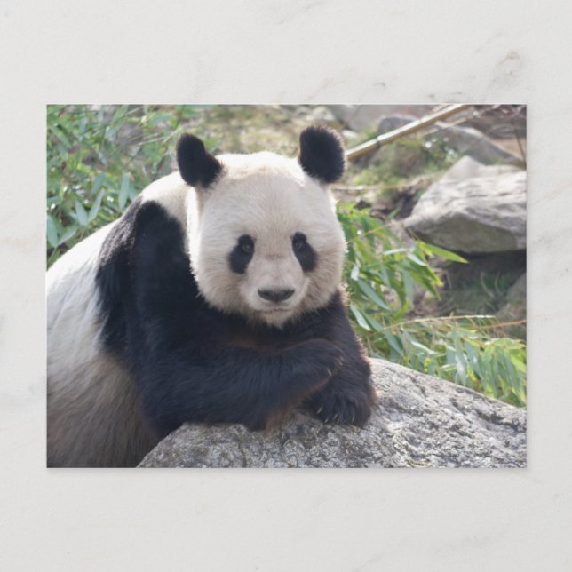 Friendly Giant Panda Postkarte (Vorderseite)