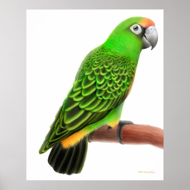 Friendly Jardines Parrot Print Poster (Vorne)