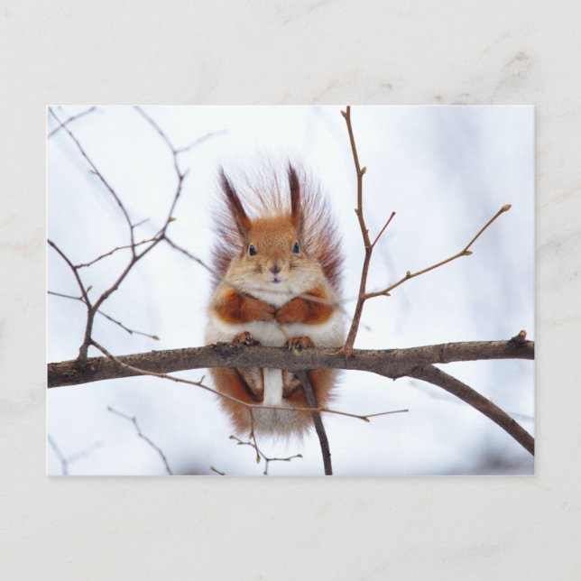 Friendly Red Squirrel Postkarte (Vorderseite)
