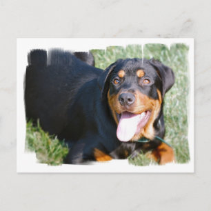 Friendly Rottweiler Postcard Postkarte