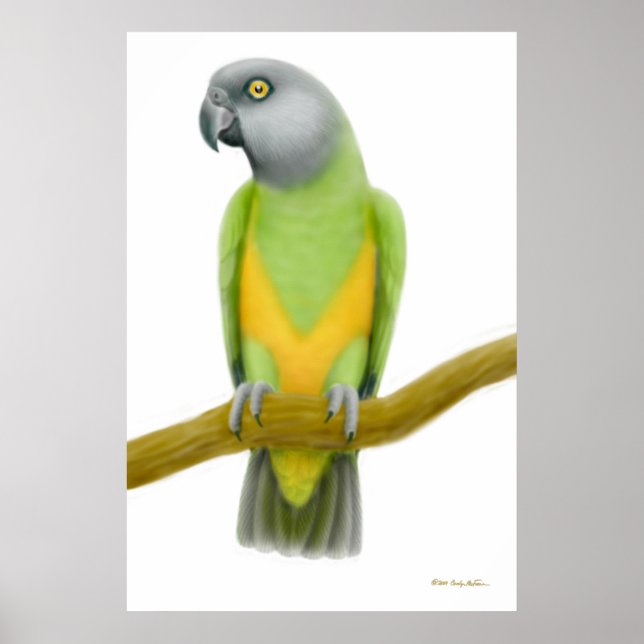 Friendly Senegal Parrot Print Poster (Vorne)