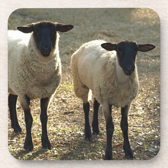 Friendly Suffolk Schafweide Barnyard Late Sun Getränkeuntersetzer (Vorderseite)