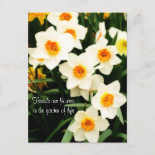 Friends are Flowers Quote Daffodils Postcard Postkarte
