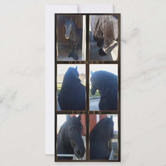 Friesian DIAMOND - Rack/Postcard (Vorderseite)