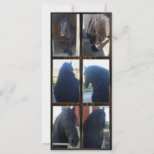 Friesian DIAMOND - Rack/Postcard